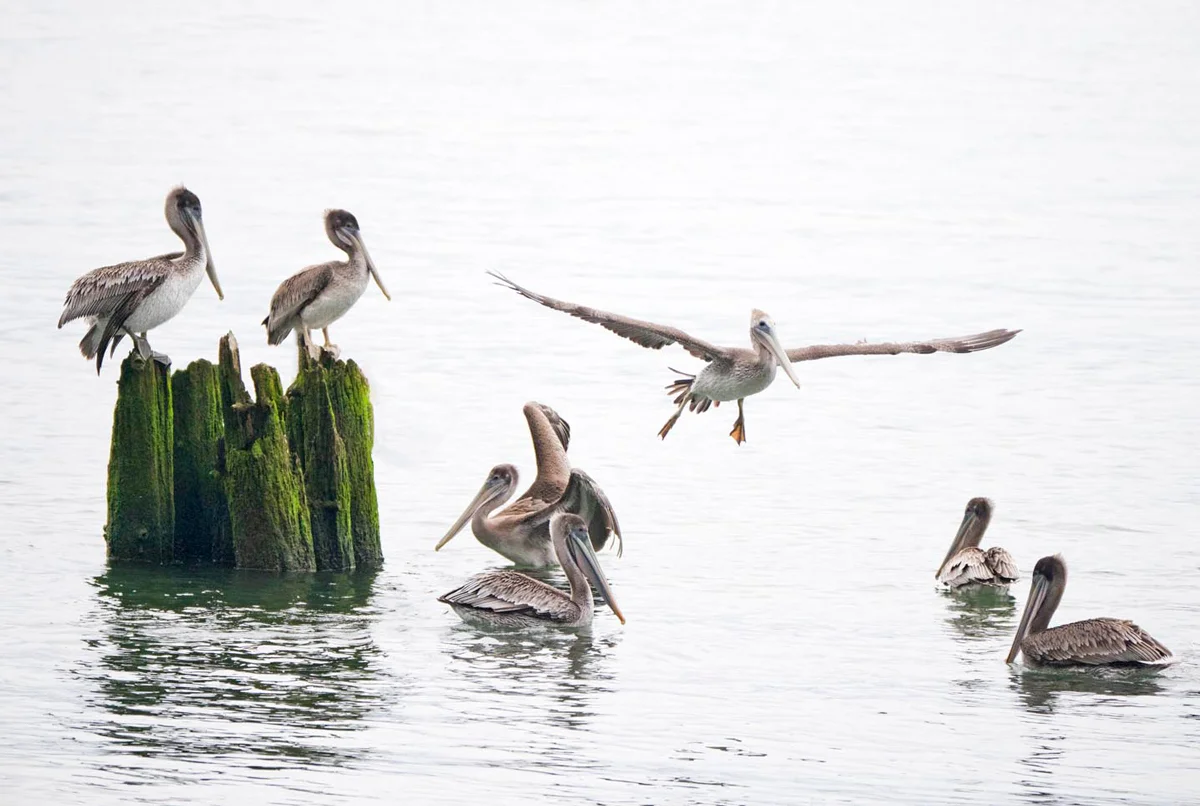 Pelican Social