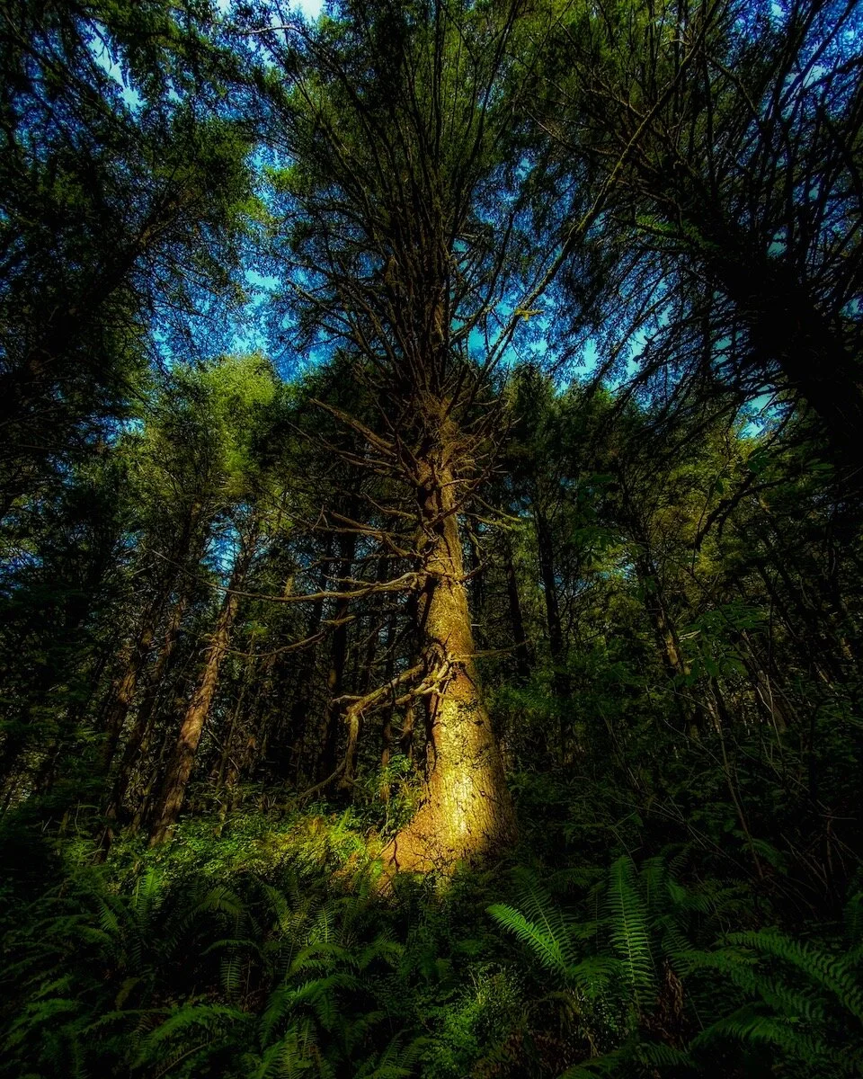 The Shining One: Old Growth Sitka Spruce