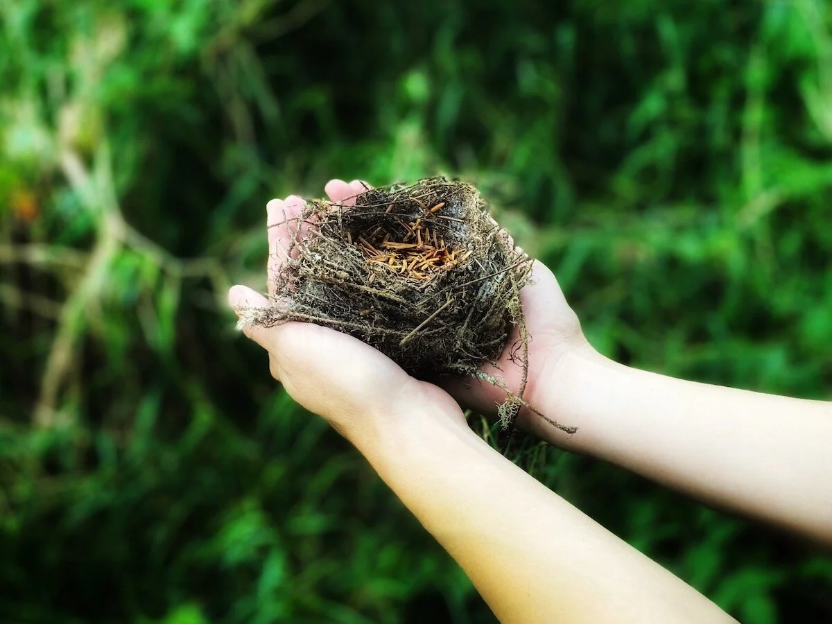 The Offering: Forest Hands