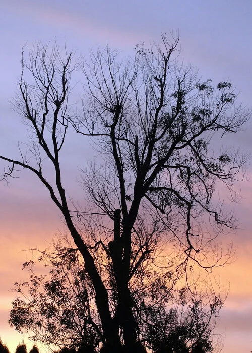 Hangman's Tree - Archival Inkjet Print - 16x20 print - $125