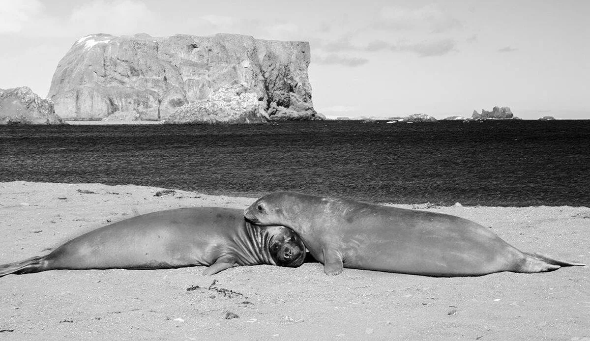  “Elephant Seal Buddies”