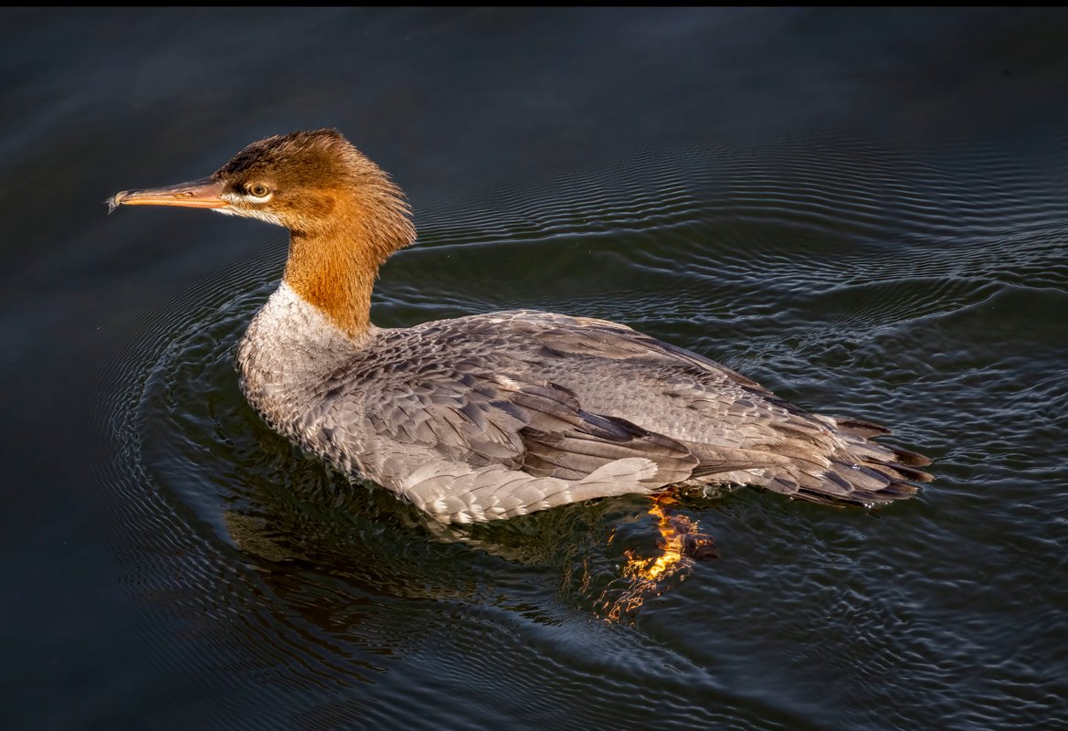 1 The Common Merganser.jpg