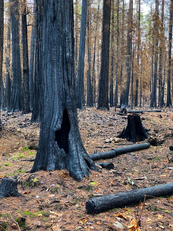 IMG_3175-Burned Tree~photo.jpg
