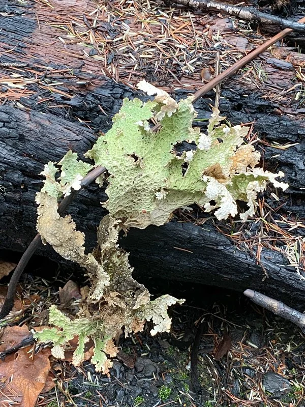 IMG_3185-Lichen on burned log~photo.jpg