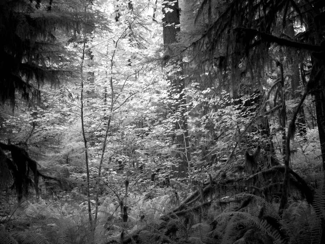 P1060572 Delta CG Bright Tree .jpg