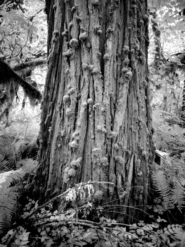 P1060555 Delta CG Tree.jpg
