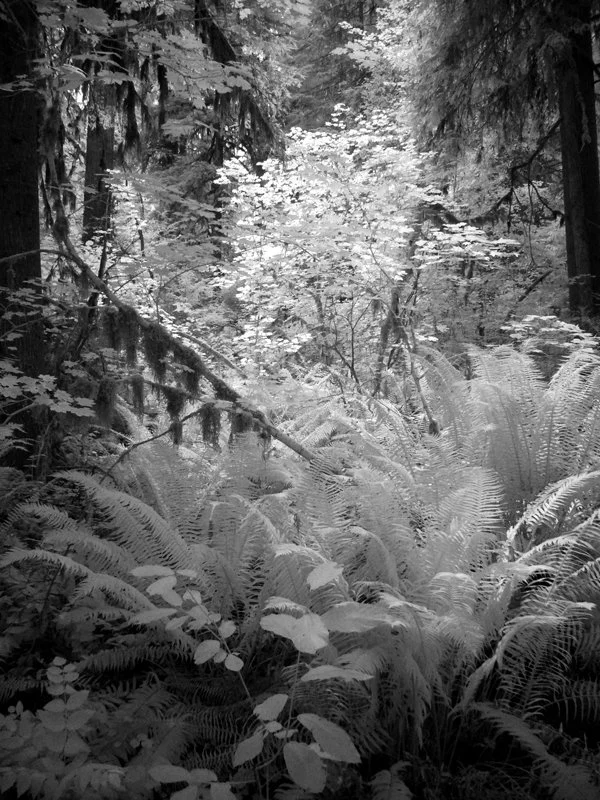 P1060592 Delta CG Ferns ab&w.jpg