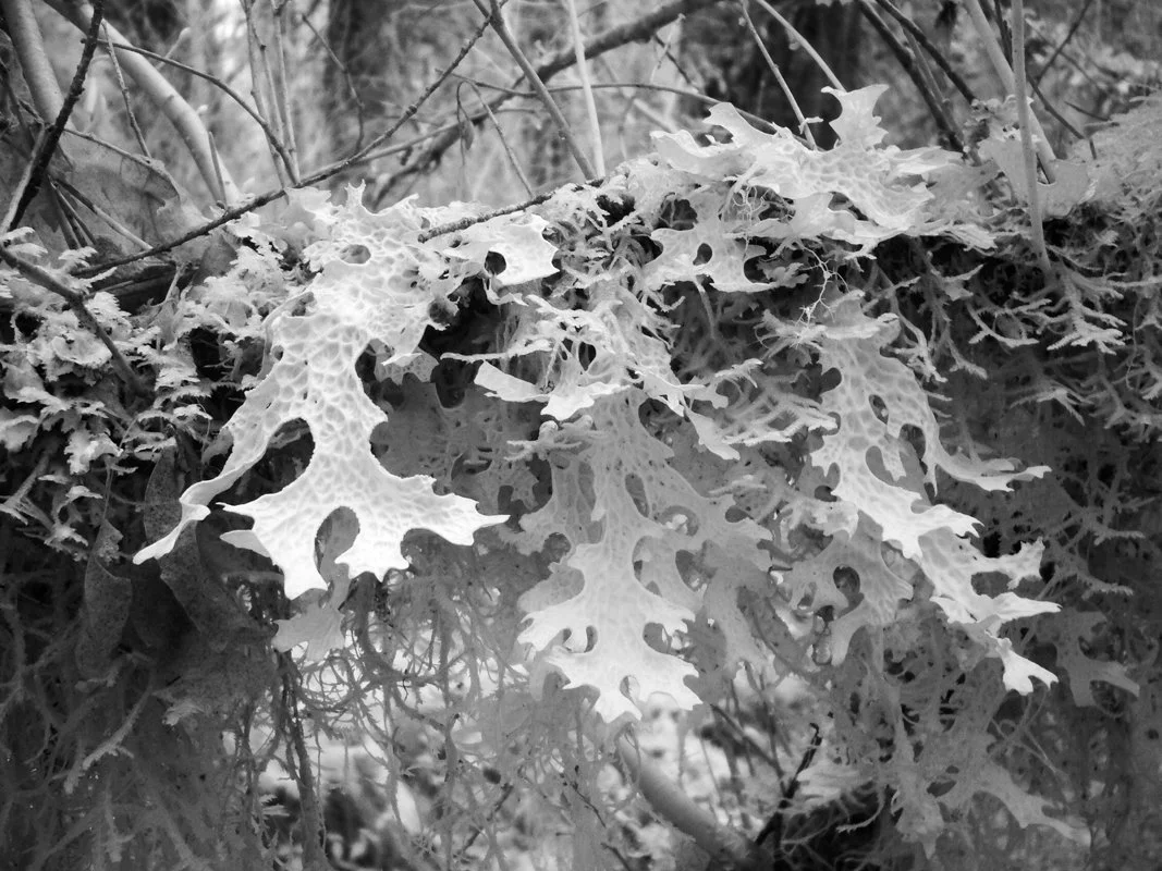 P1060773 Delta CG Lichen.jpg