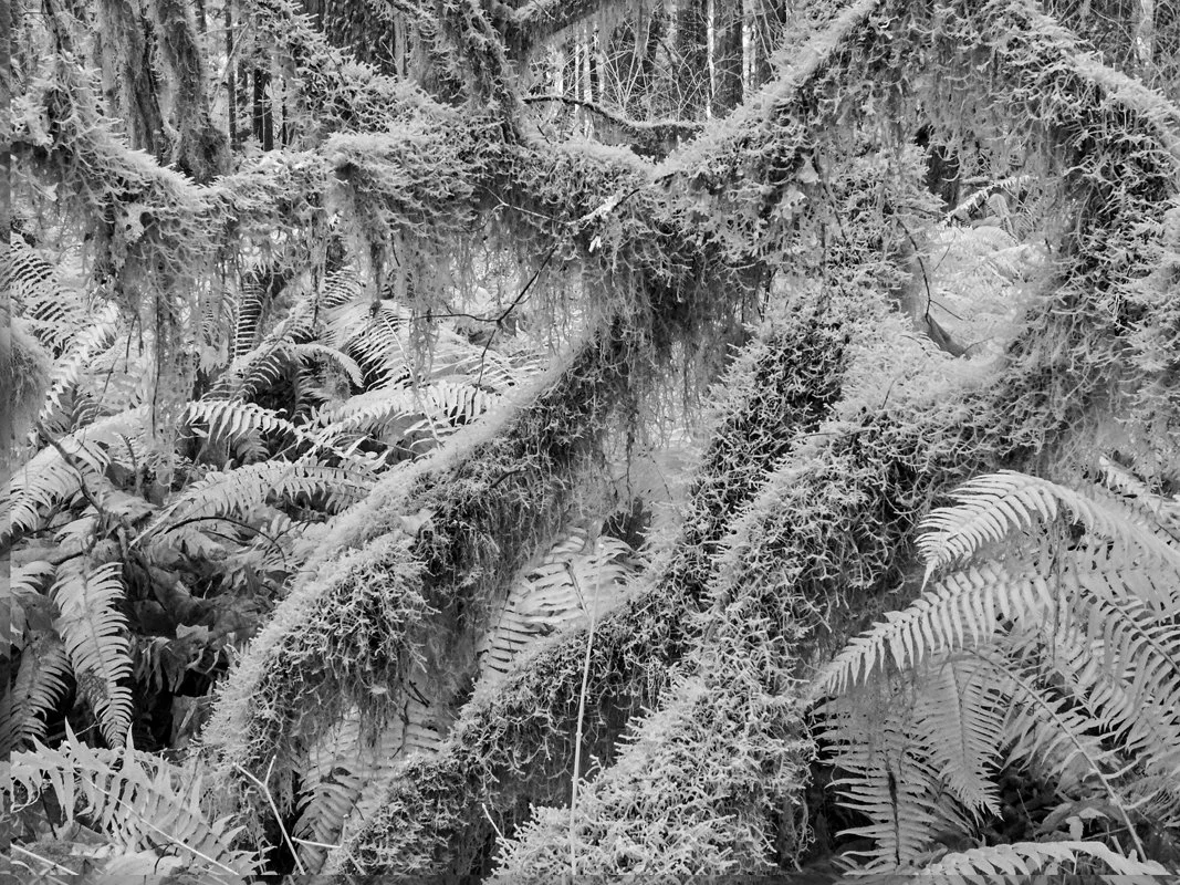 P1060785 Delta CG Mossy Trees.jpg