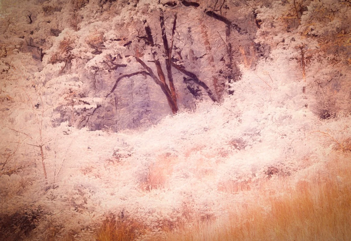 Delicate Woods