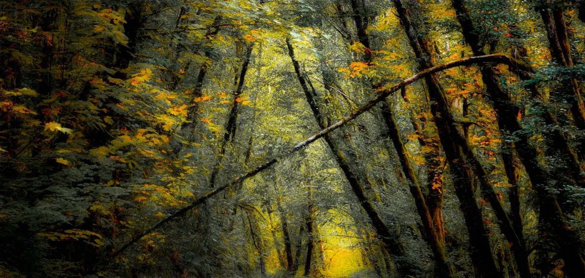 Fall Colors - Siuslaw River 2