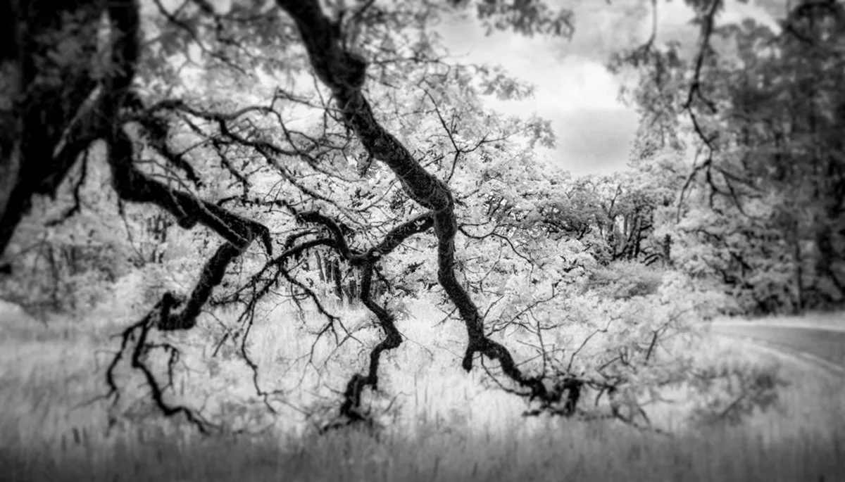 Walk in the Forest