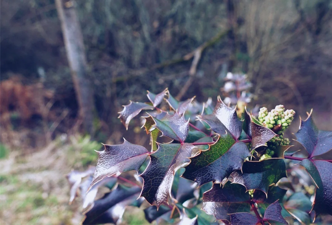 mahonia-e1517198783379.jpeg