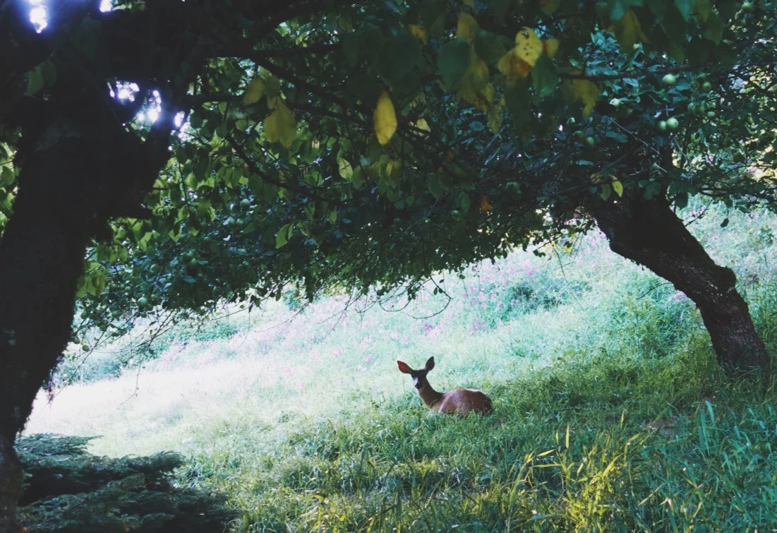 deeronpasture.jpg