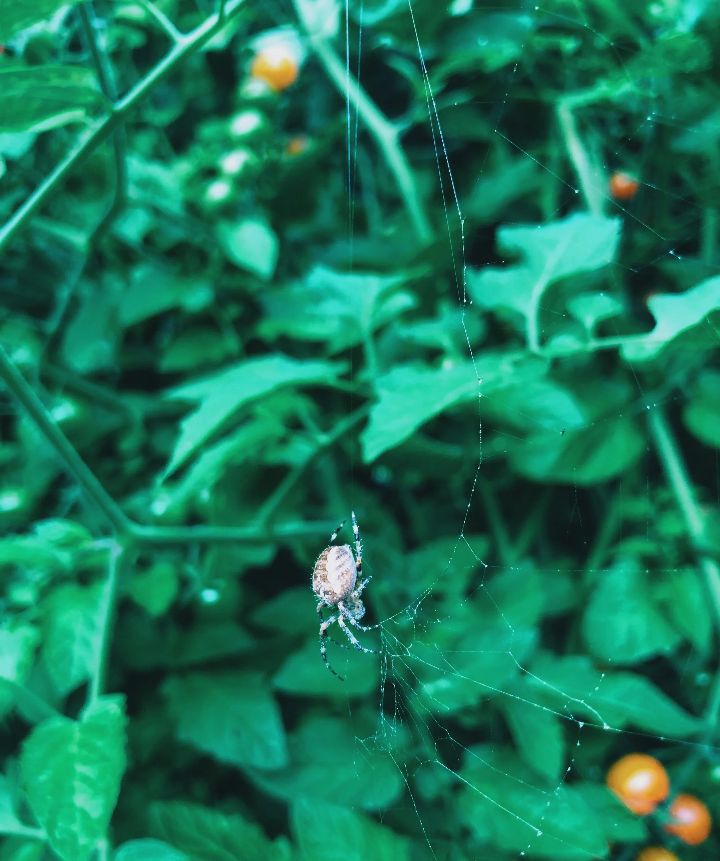 and big, fat garden spiders. (Big love to my hardworking organic pest control crew!)