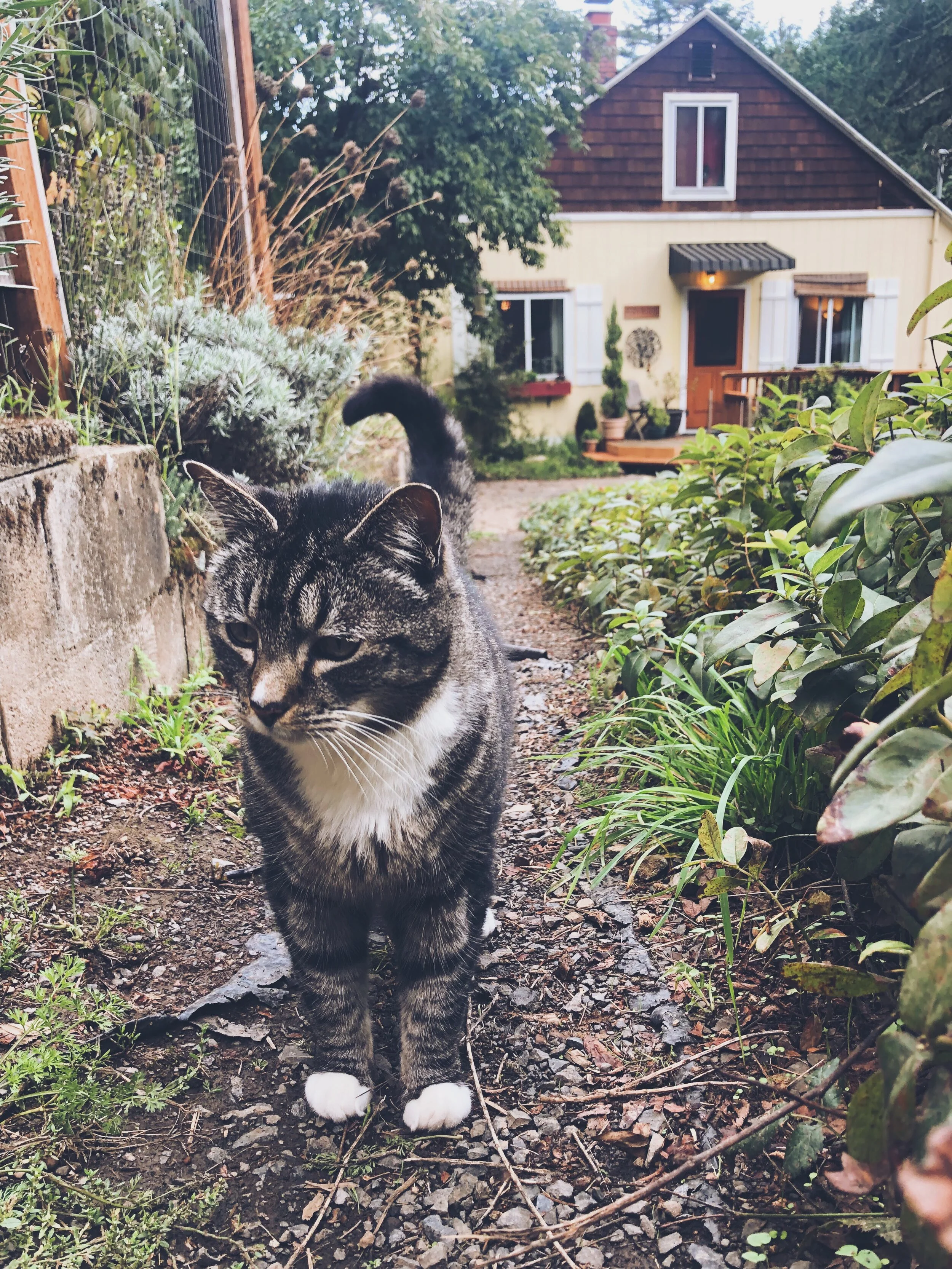 Abby (who now, at 13, and getting weirder by the day, is known as Miss Havisham)