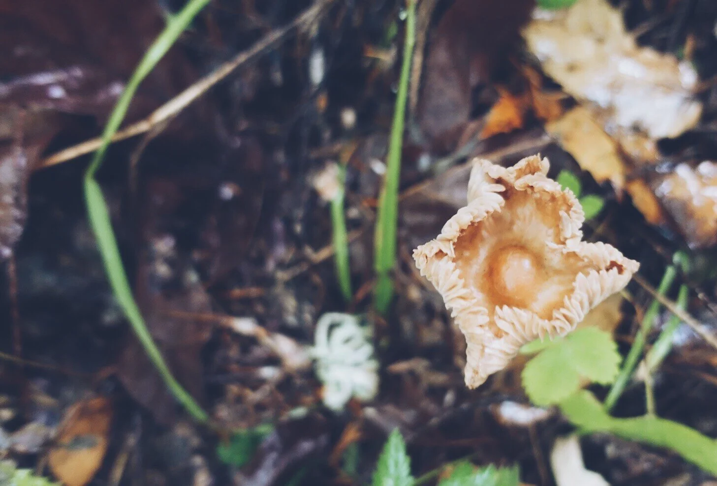 mushrooms1.jpg