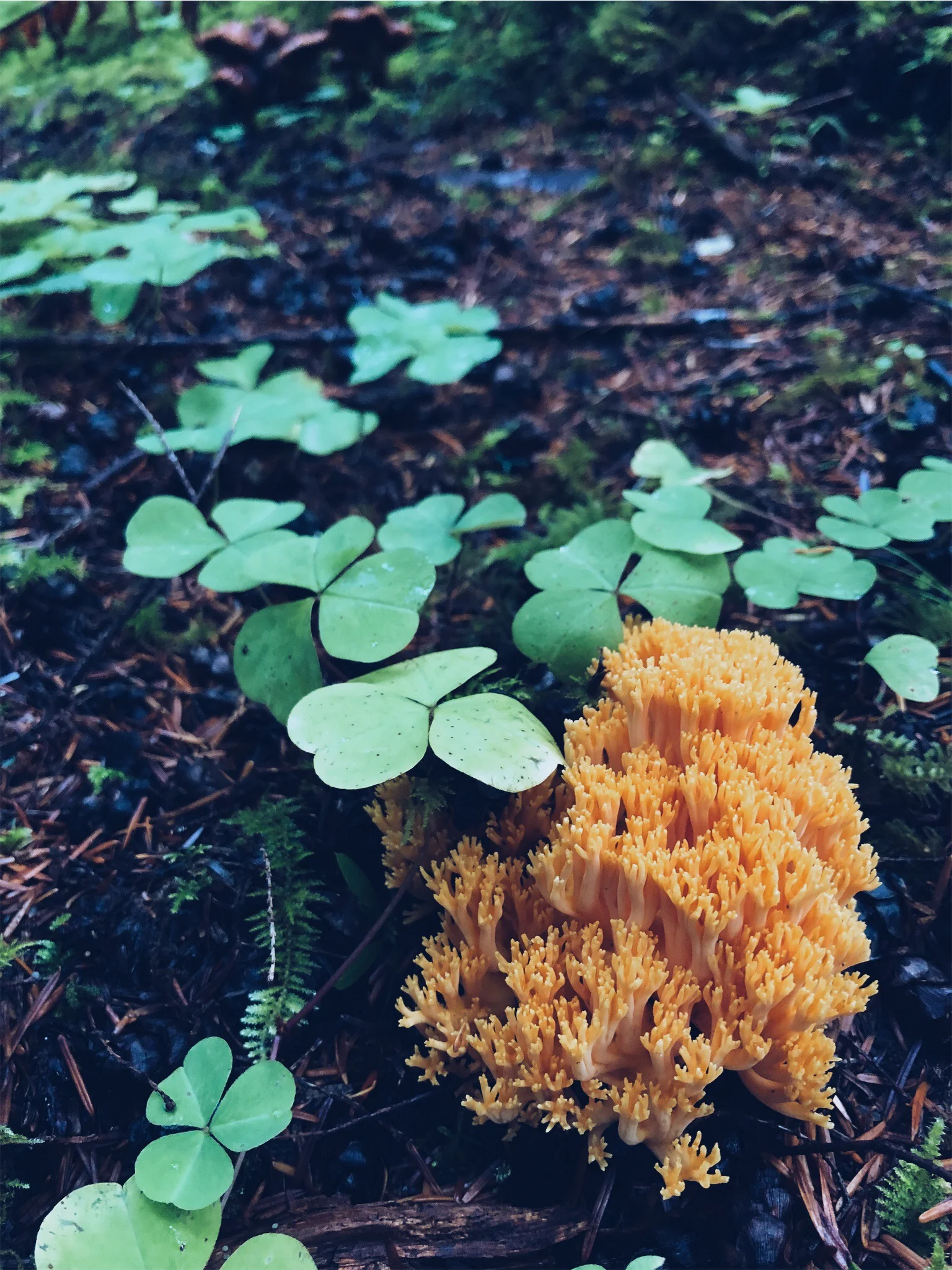 coral and sorrel.jpg