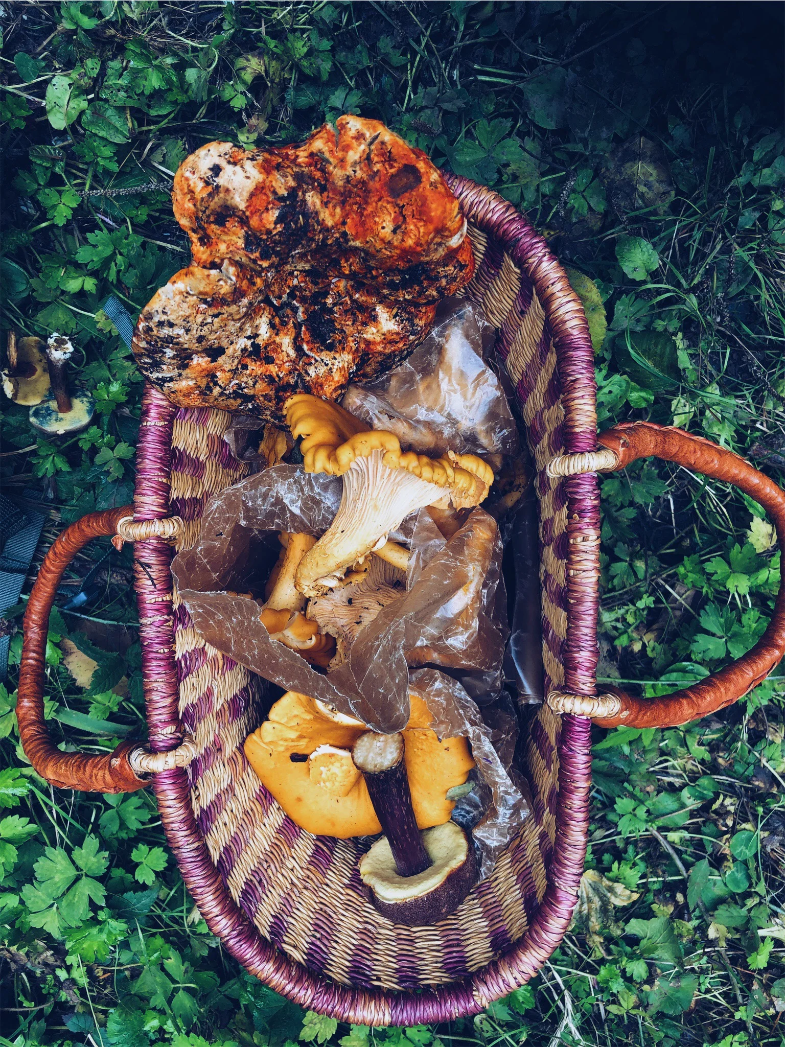 harvestmushroom.jpg