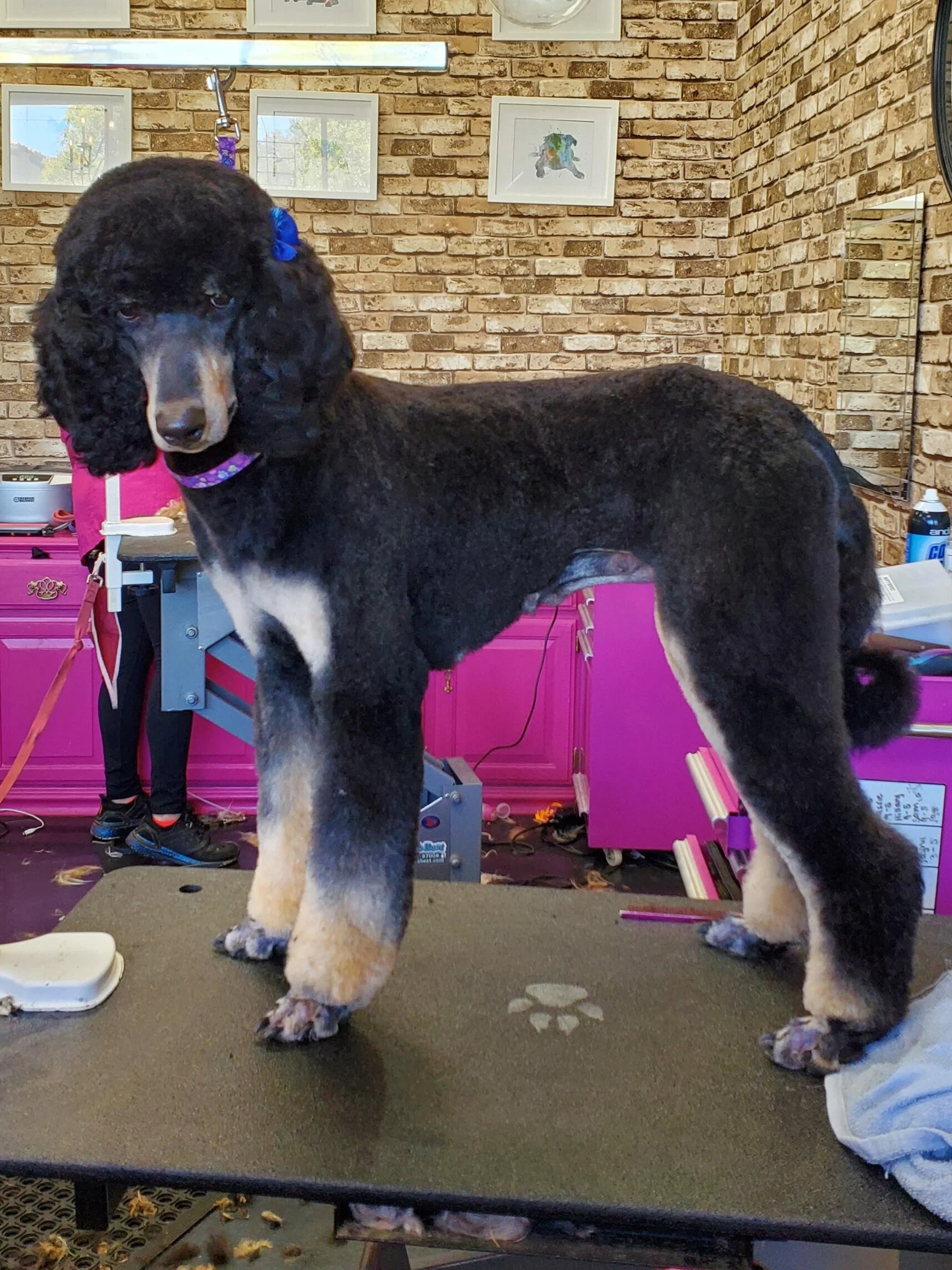 Phantom Standard Poodles