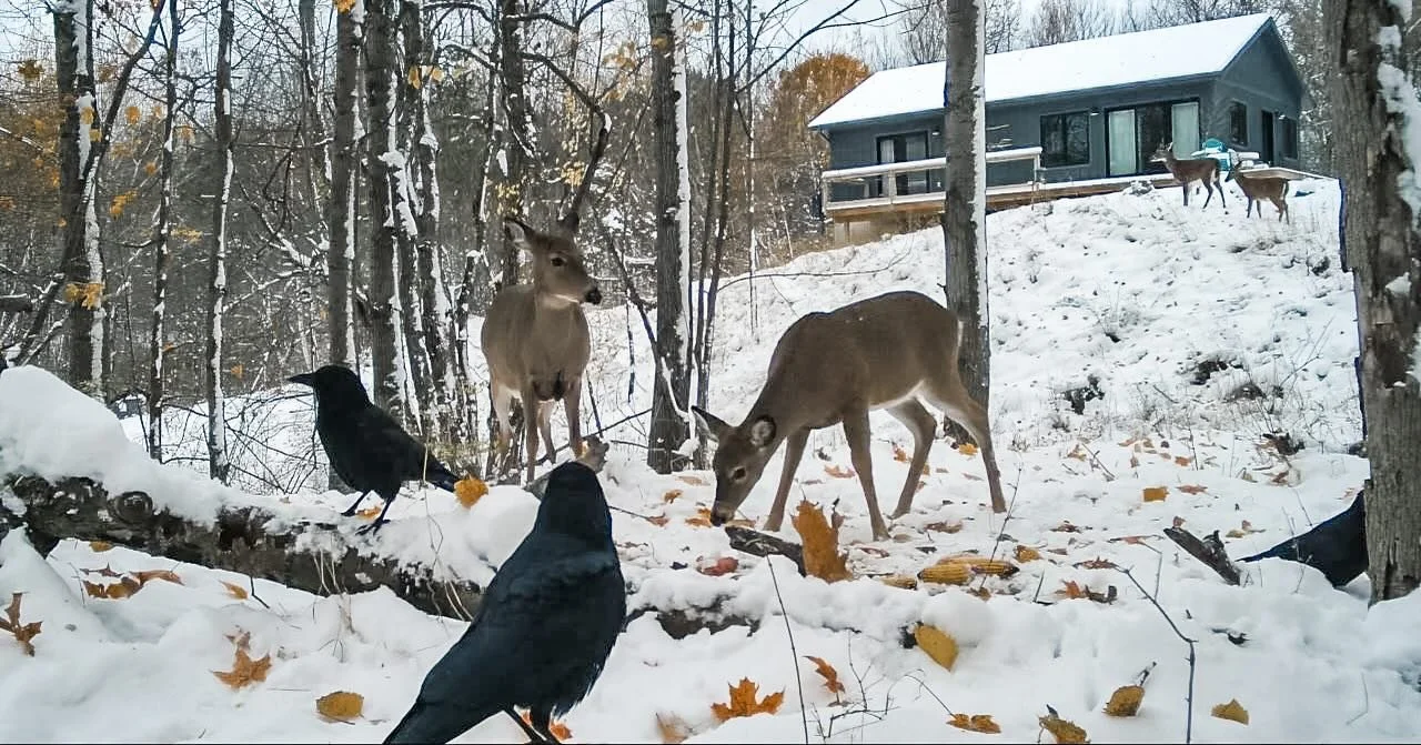 &hellip;and the world carries on its quiet business right outside our doors 🦌 🐦&zwj;⬛ ❄️ ✨