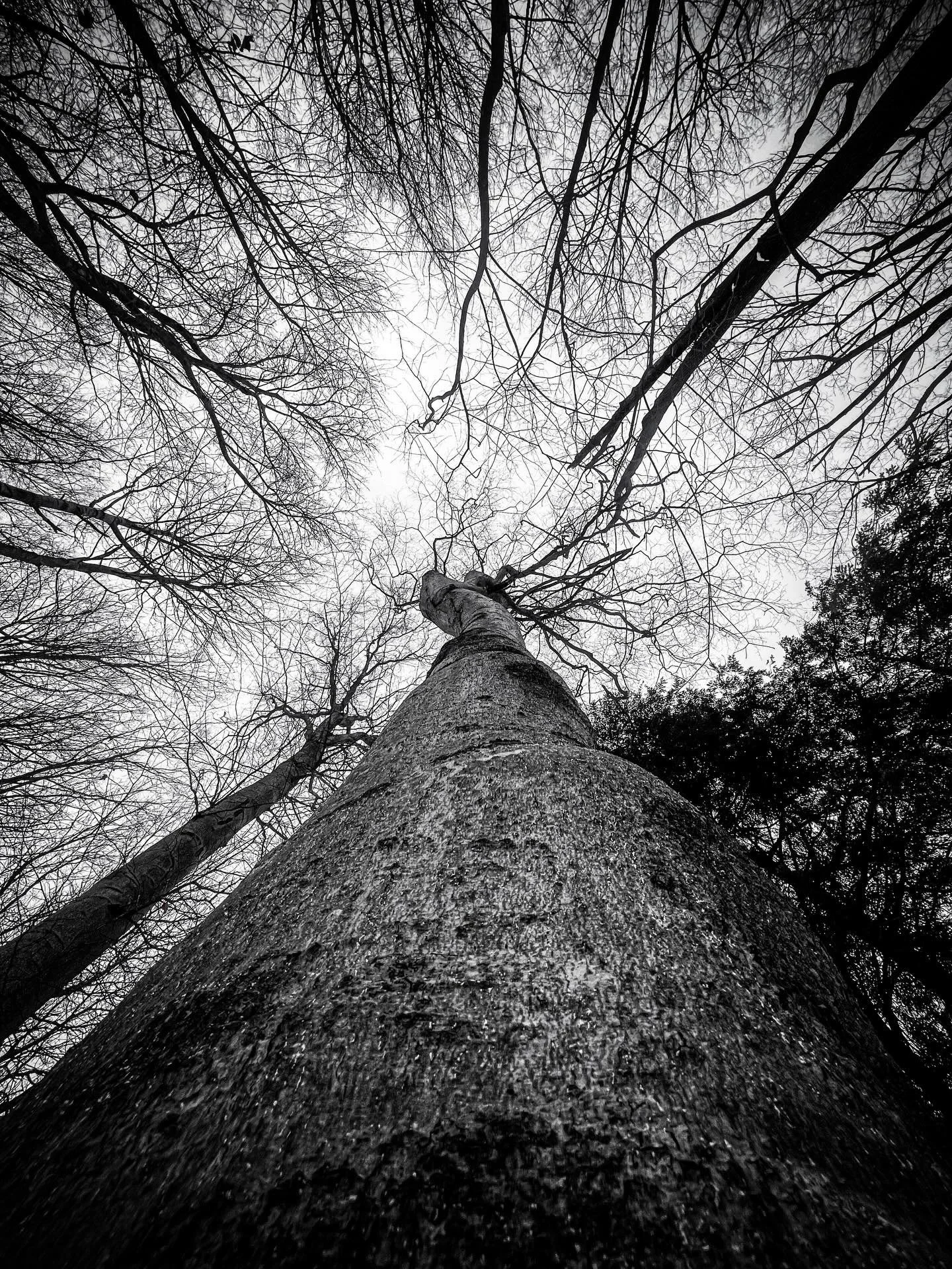 I visit Beech trees like visiting a temple. Reverently approaching, placing my hands like an offering or prayer to her smooth skin.

A beech tree won&rsquo;t produce seeds for 40 to 60 years. Four to six decades of growing, reaching, becoming - befor