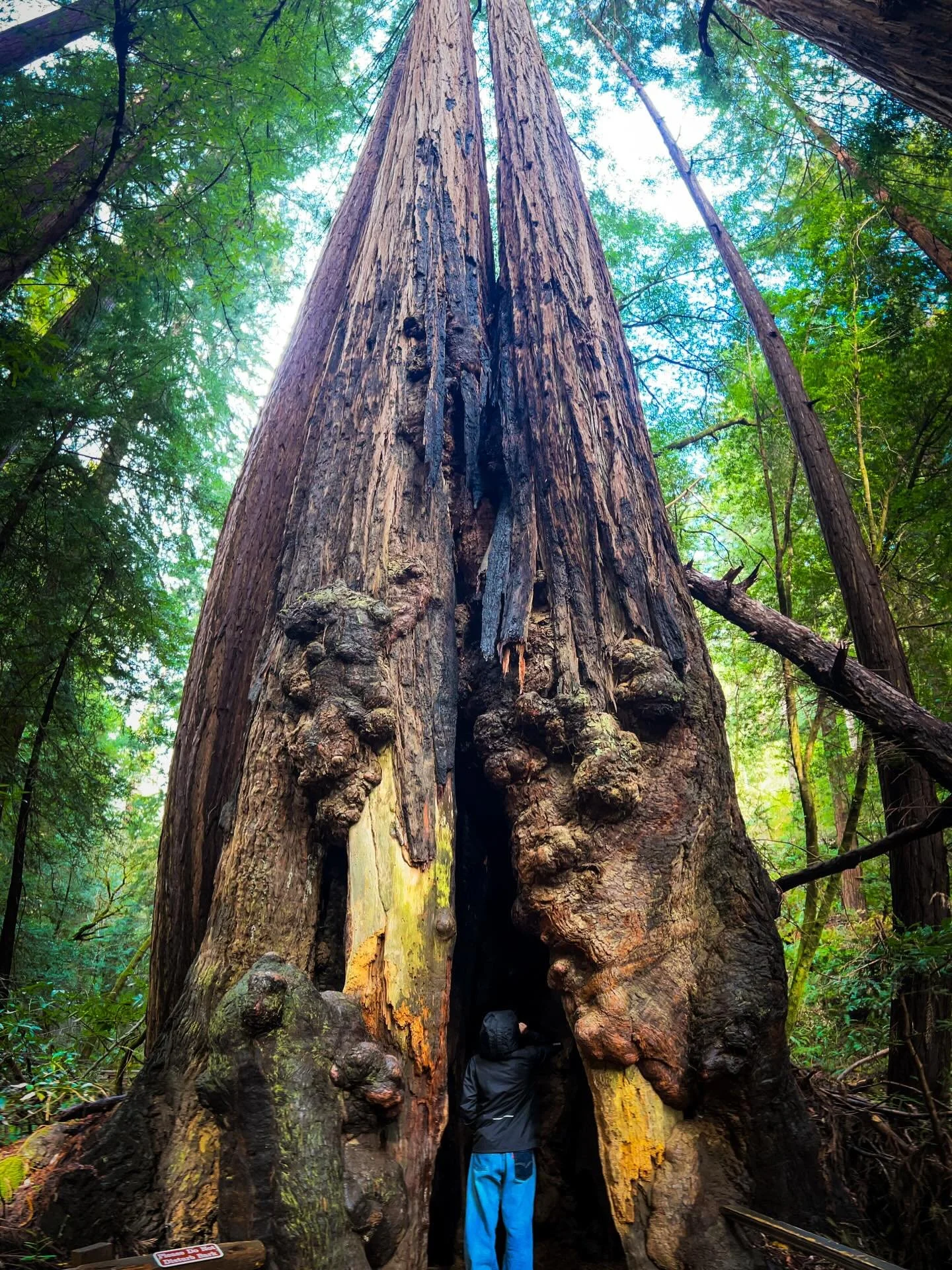 Earth&rsquo;s tallest living beings. 

#landofthemiwoktribe #muirwoods #ancientones #redwoods #goldenstate