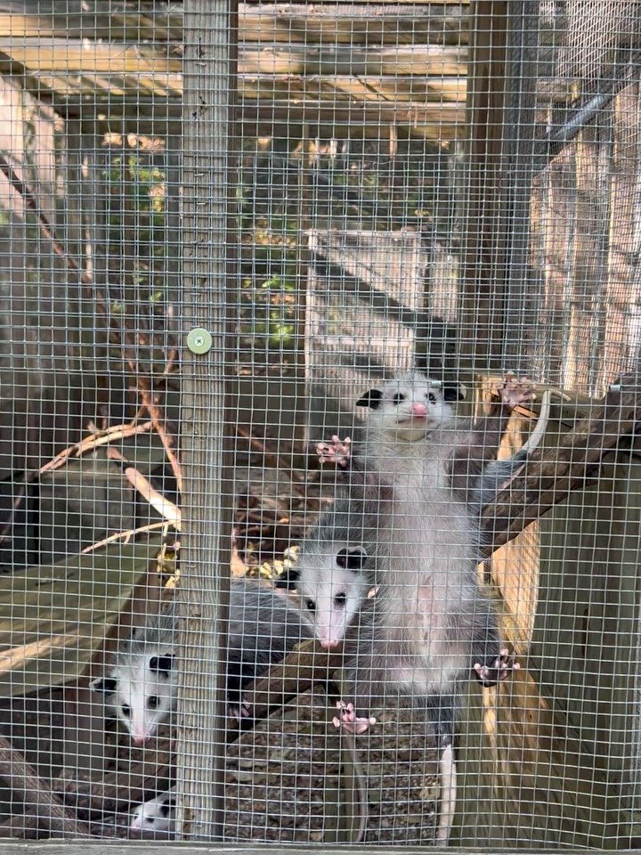 Heading into the office this evening. 🐾

Make sure sound is on for the second video -  crunch crunch crunch. 

#wildliferehabilitation #sacredlife #wildkin 
#opossum