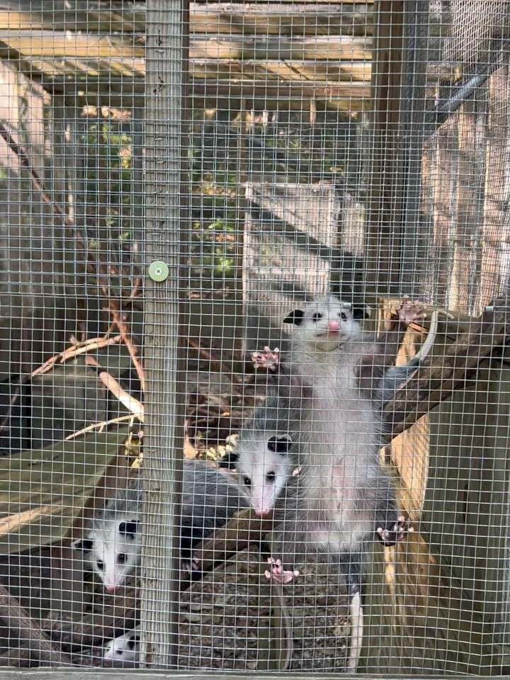 Heading into the office this evening. 🐾

Make sure sound is on for the second video -  crunch crunch crunch. 

#wildliferehabilitation #sacredlife #wildkin 
#opossum