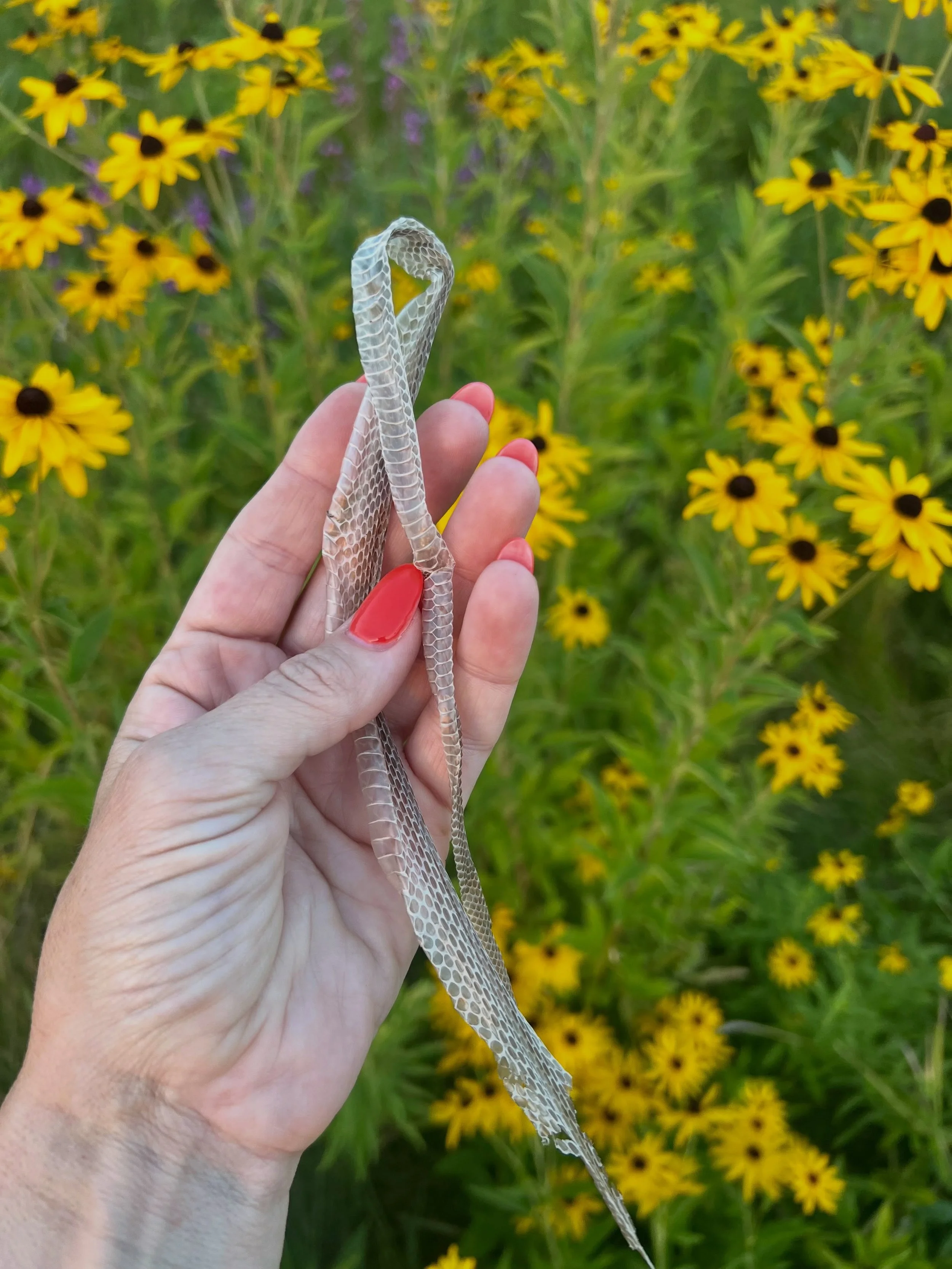 Kinda chic to send pics of snake shed 🐍 and otter scat 🦦 to the group chat 

#forestfreaks #naturalistgirlie #wildkin #lovethewild