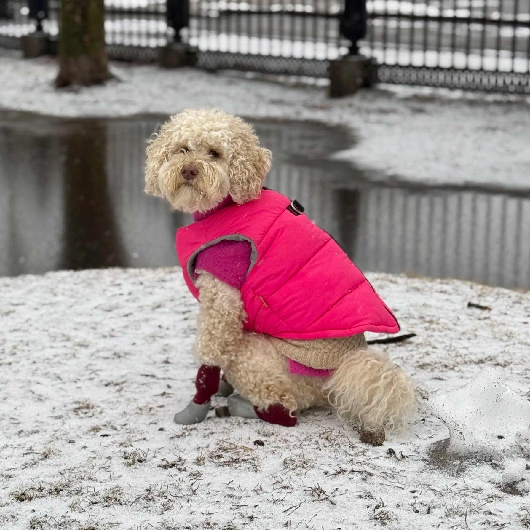 Picture of Ted's dog Kiva