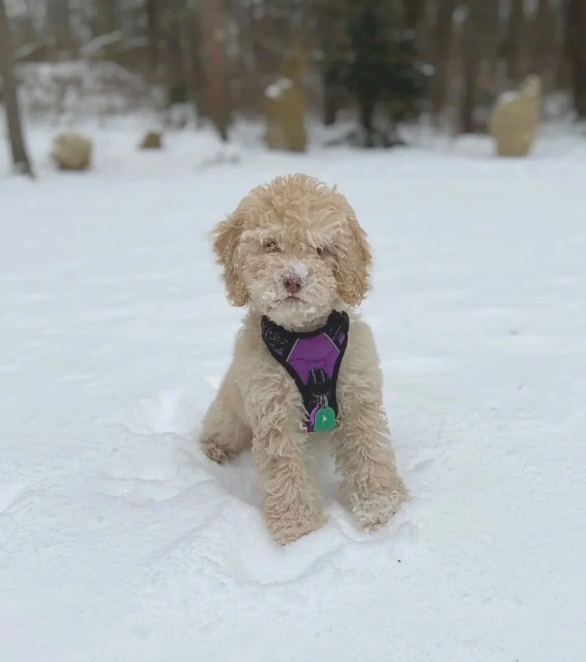 Picture of Ted's dog Kiva as a puppy