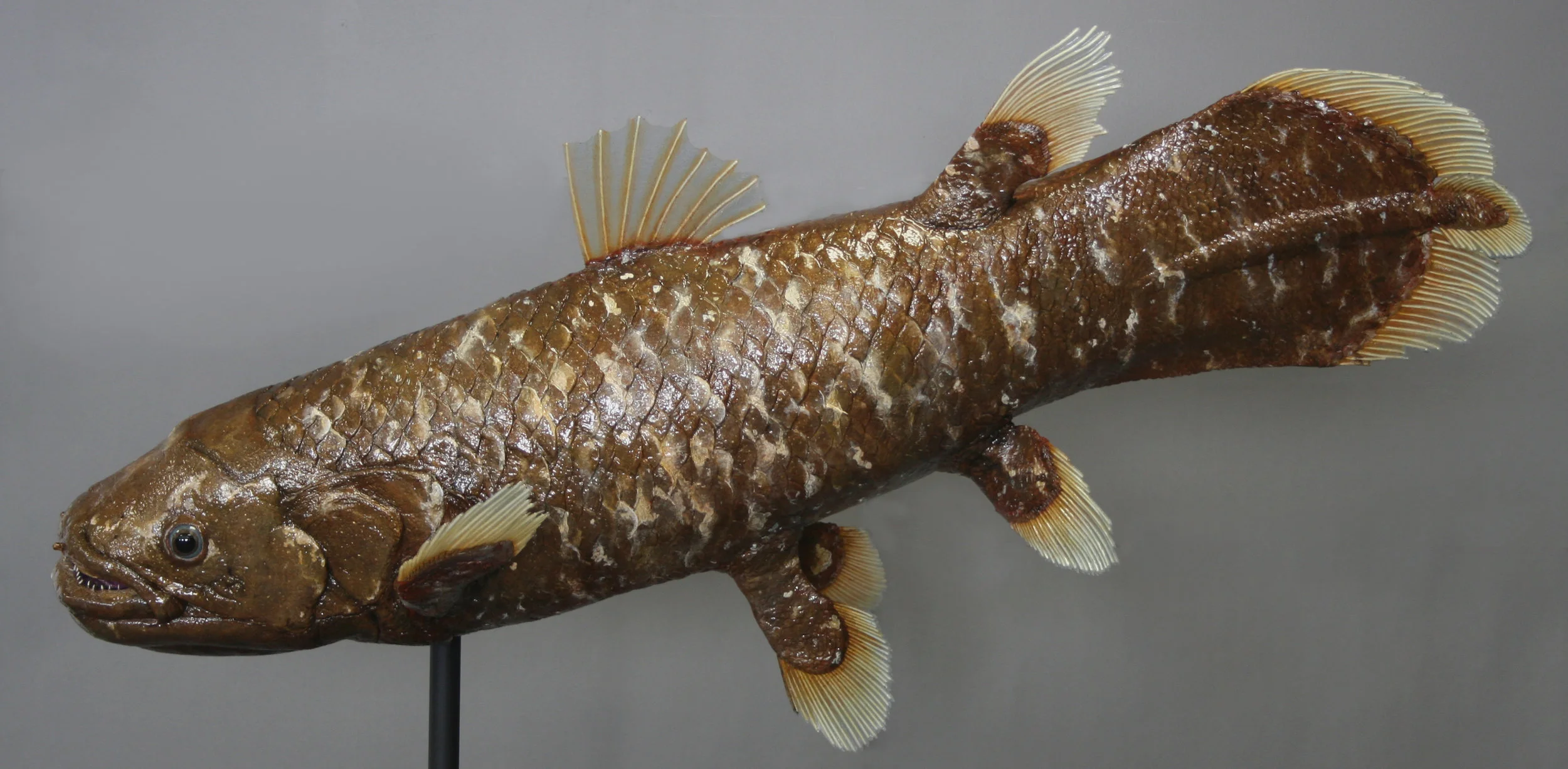 6 LKCMNH Coelacanth complete_stand_20140206_013.JPG