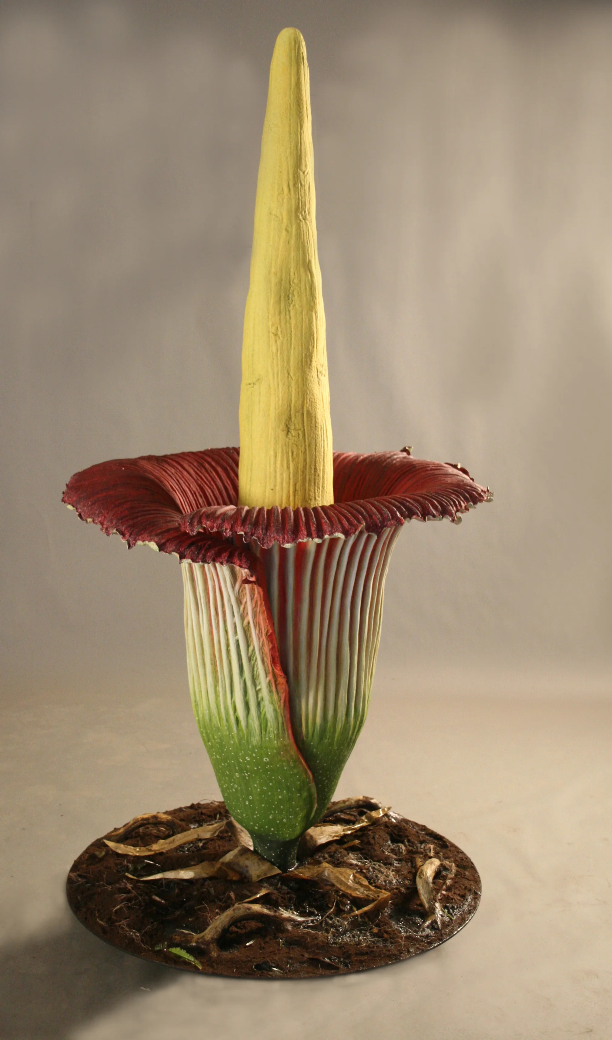LKCNHM A titanum portfolio_20131206_001.JPG