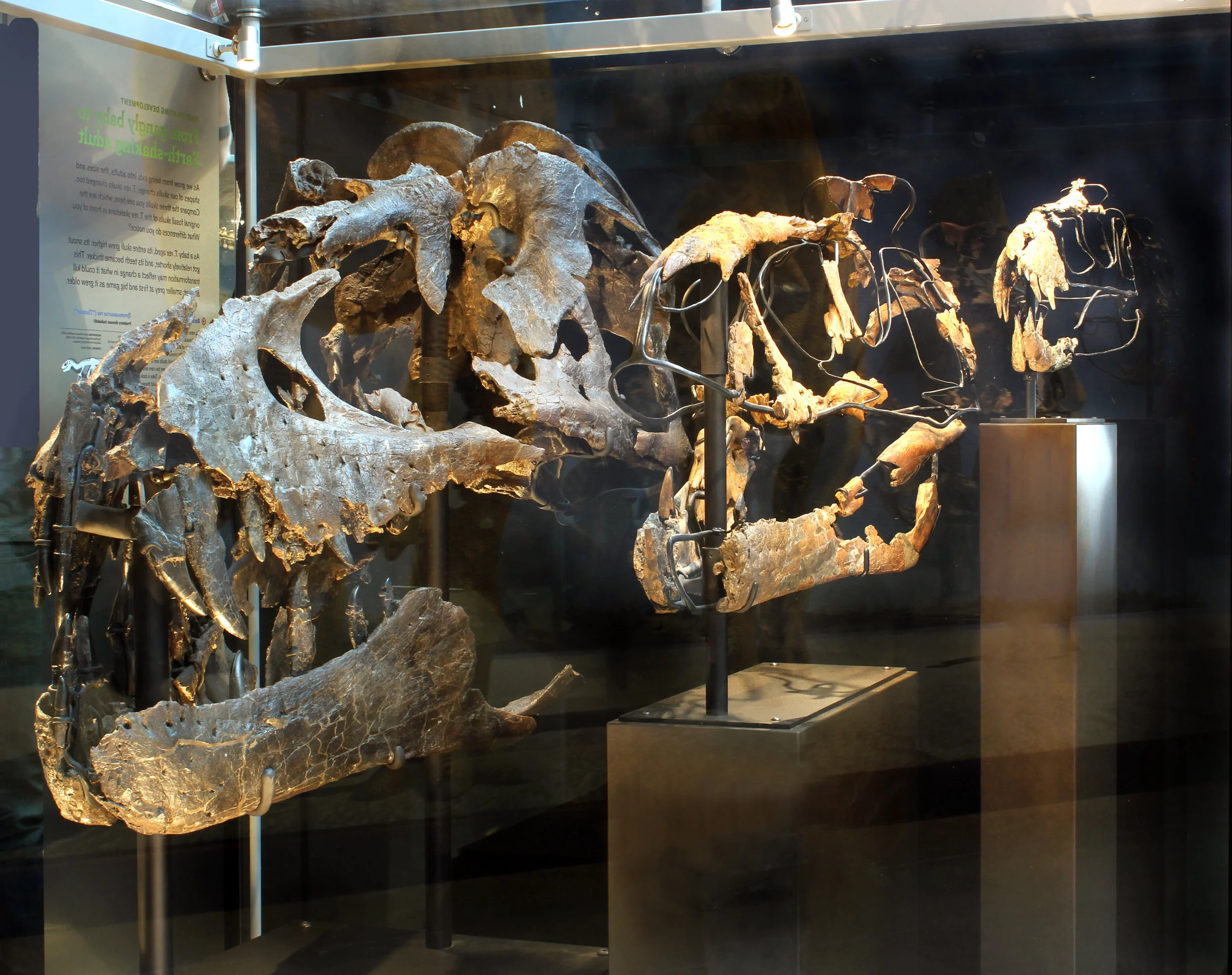 Skull series.jpg