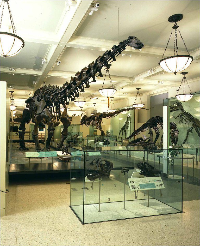 AMNH_apatosaurus.jpg
