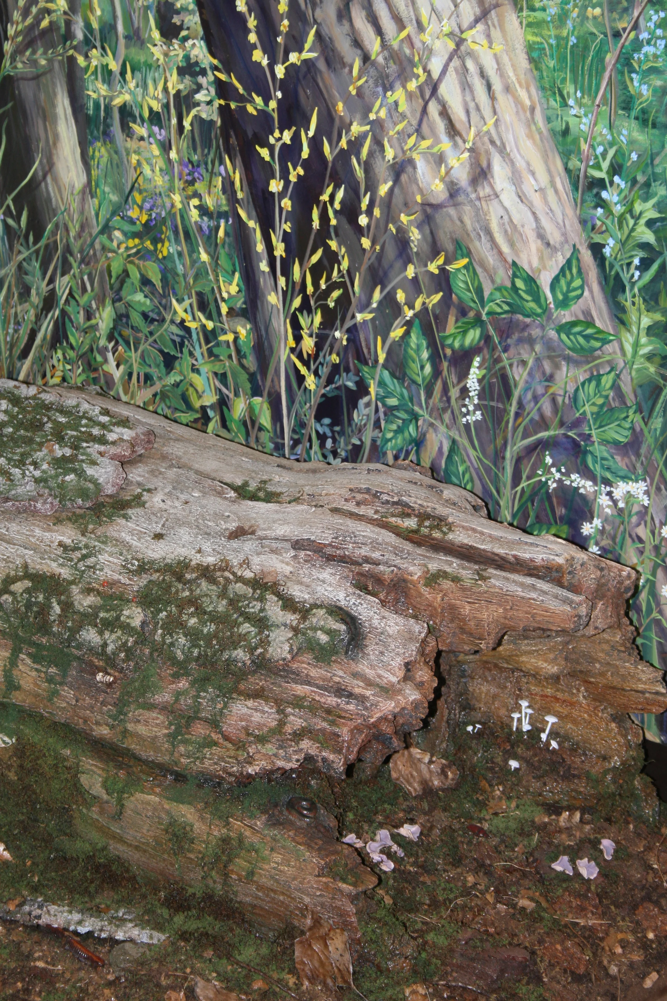 INWOOD_Rotten log_20080613_003.JPG