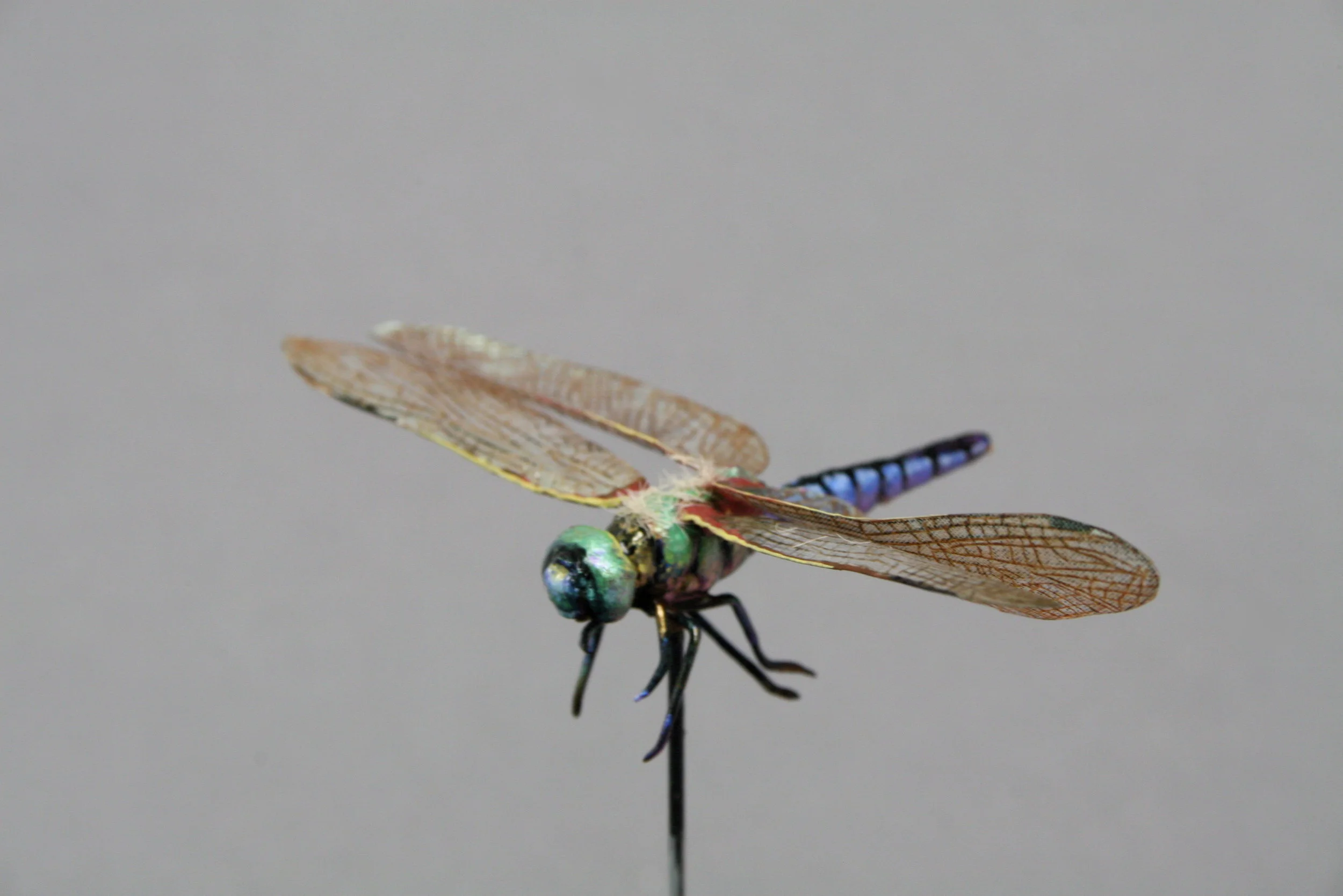 7 Dragonfly model.JPG
