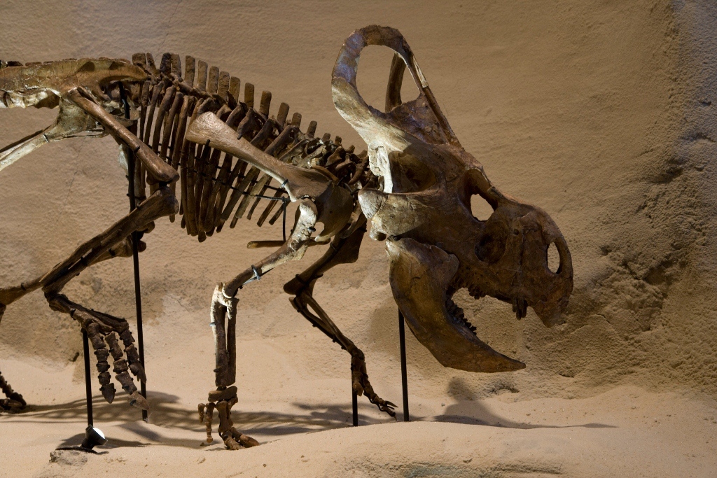 CMNH_protoceratops.jpg