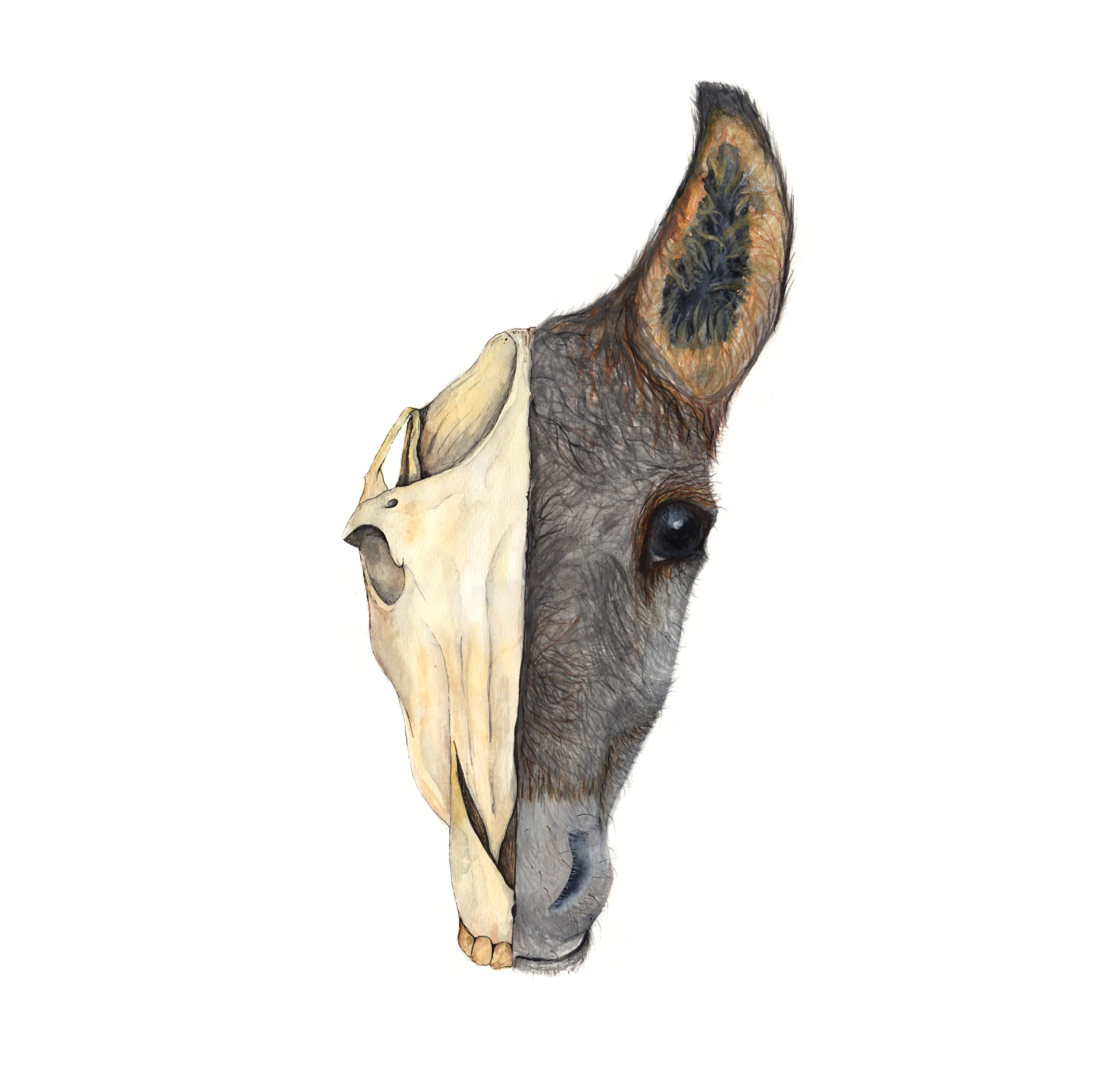 Half &amp; 1/2 - Donkey