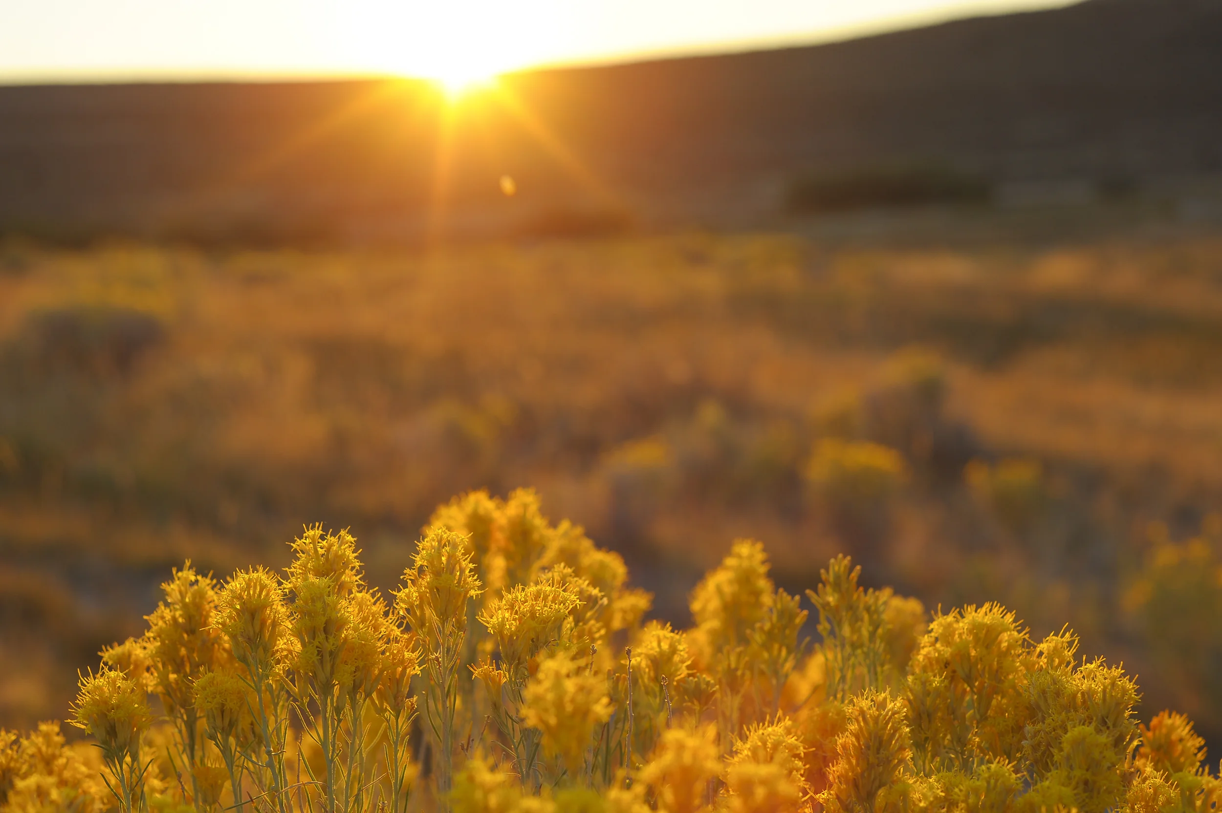 05WIPPER-LANDSCAPE.jpg