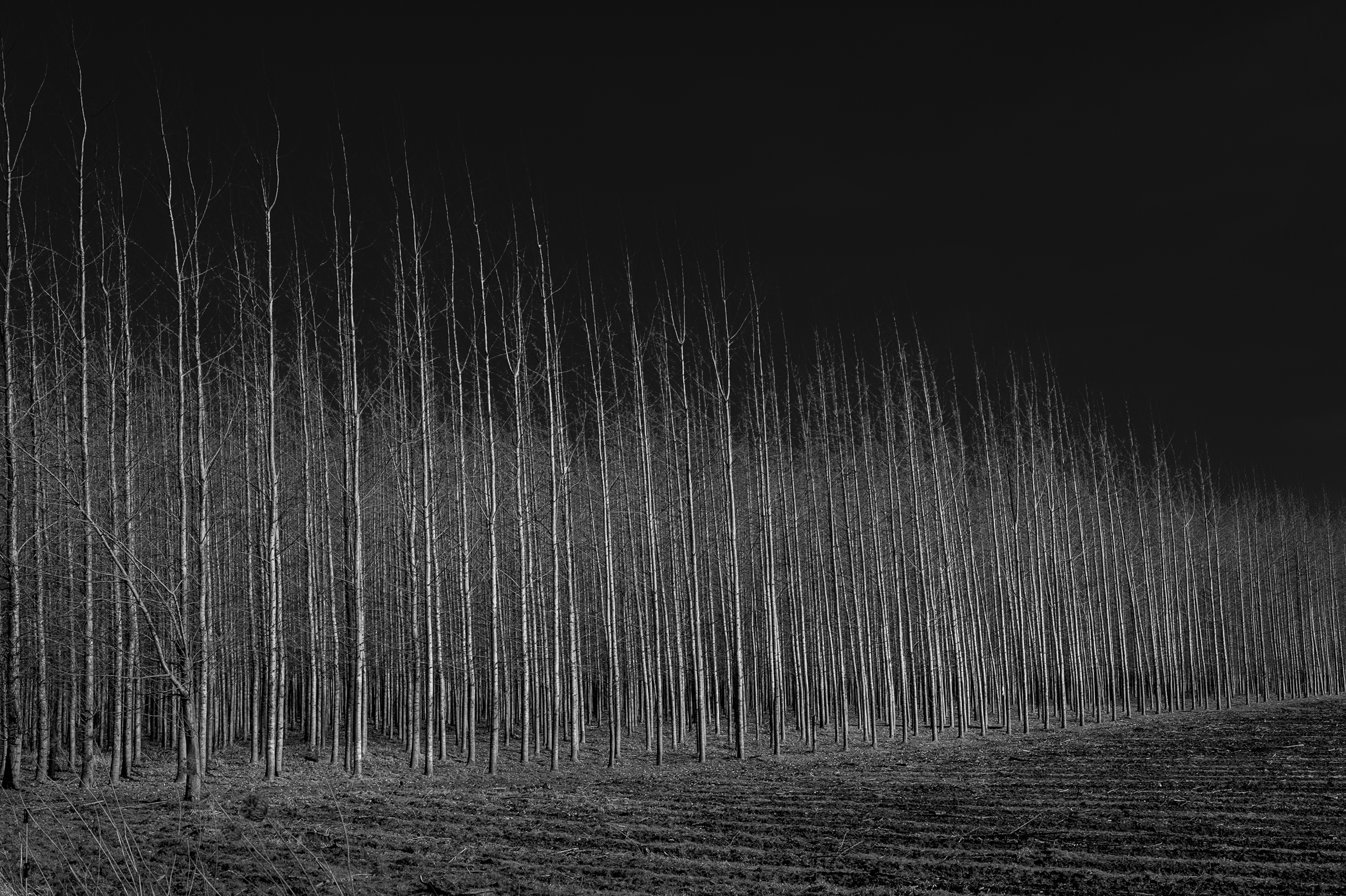 07WIPPER-LANDSCAPE.jpg
