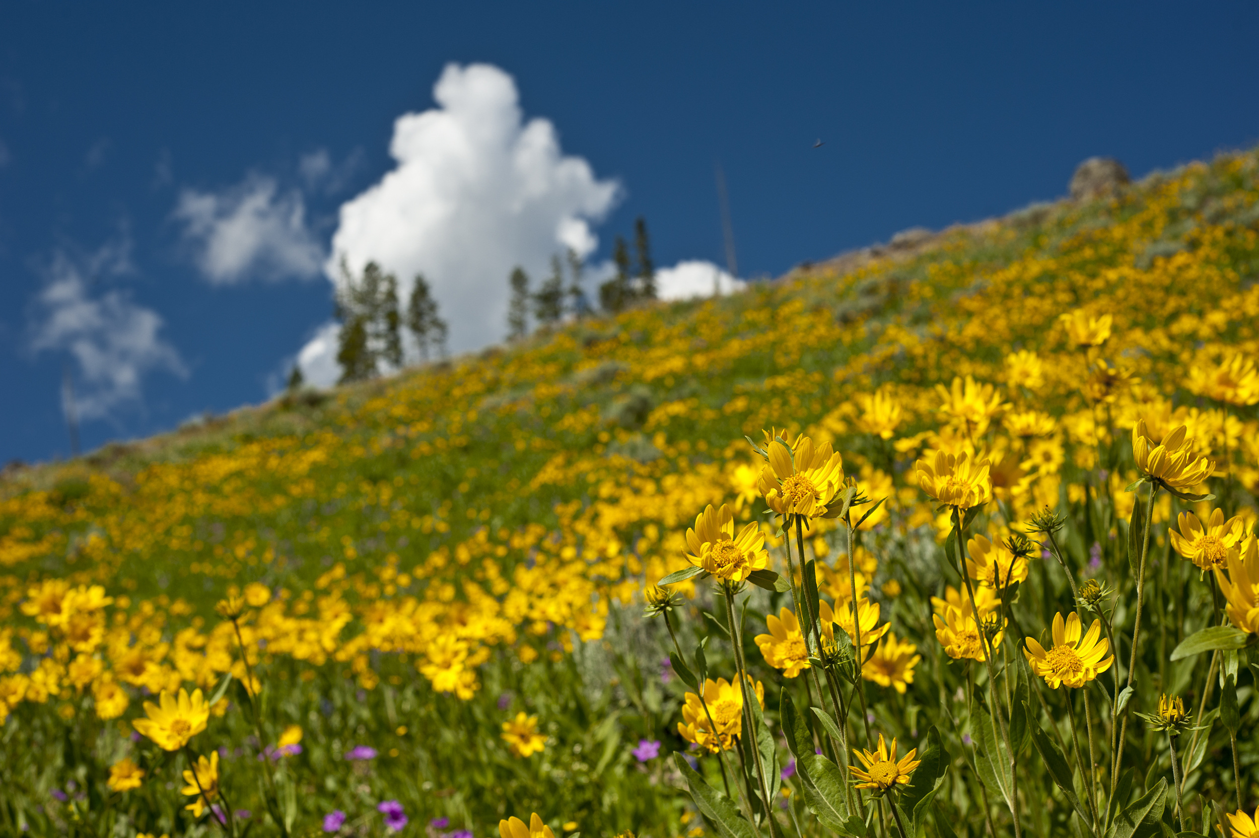 25WIPPER-LANDSCAPE.jpg