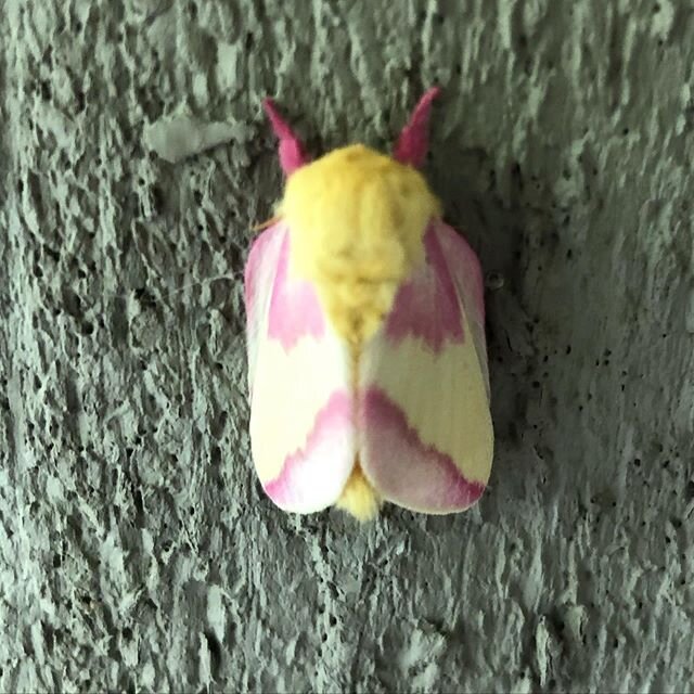 Well now, this is the most beautiful moth I ever did see! 💛💗💖🦋👿
#waverley #mothernature #moth #visitor #faithinthejourney #rosymaplemoth