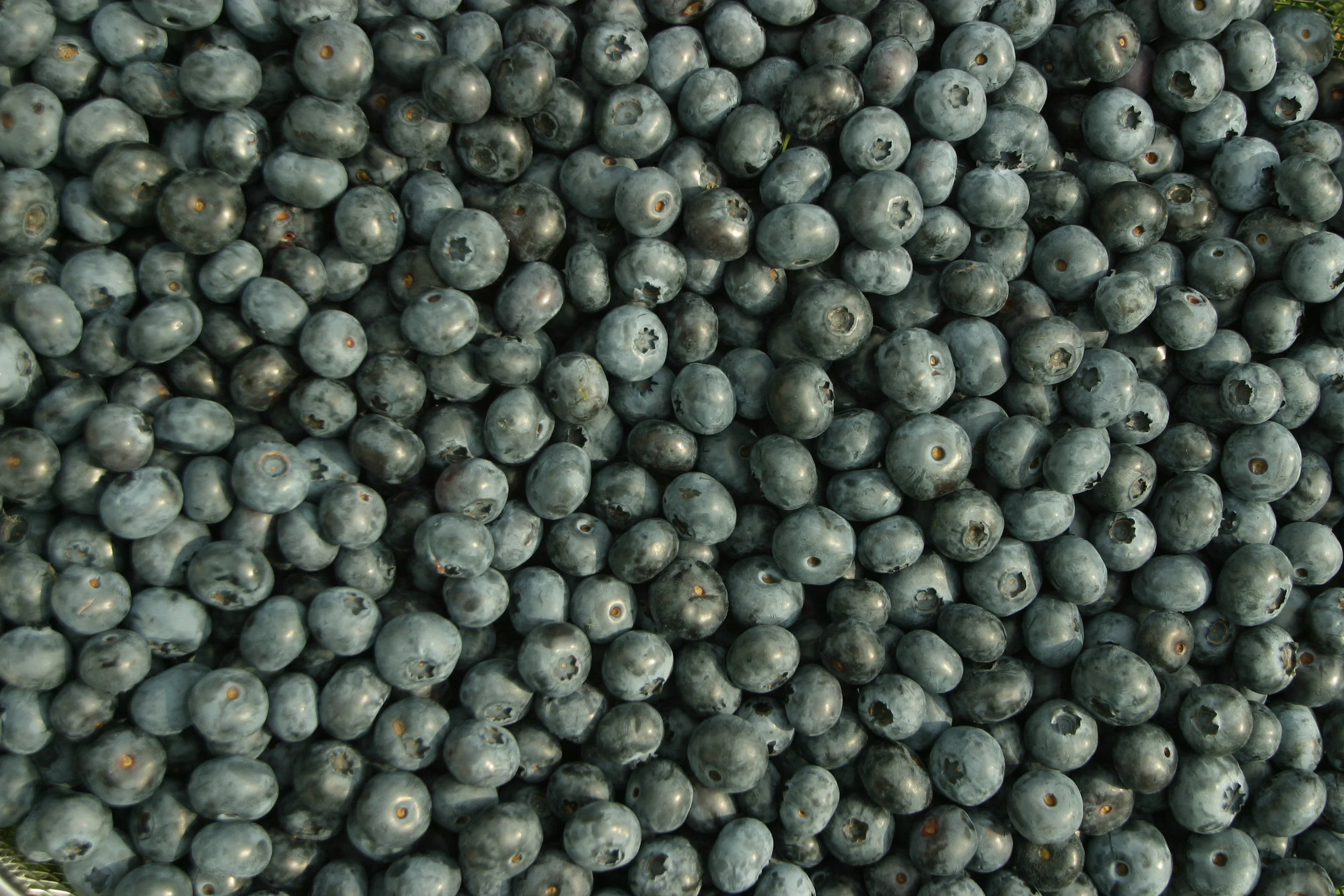 blueberries.jpg