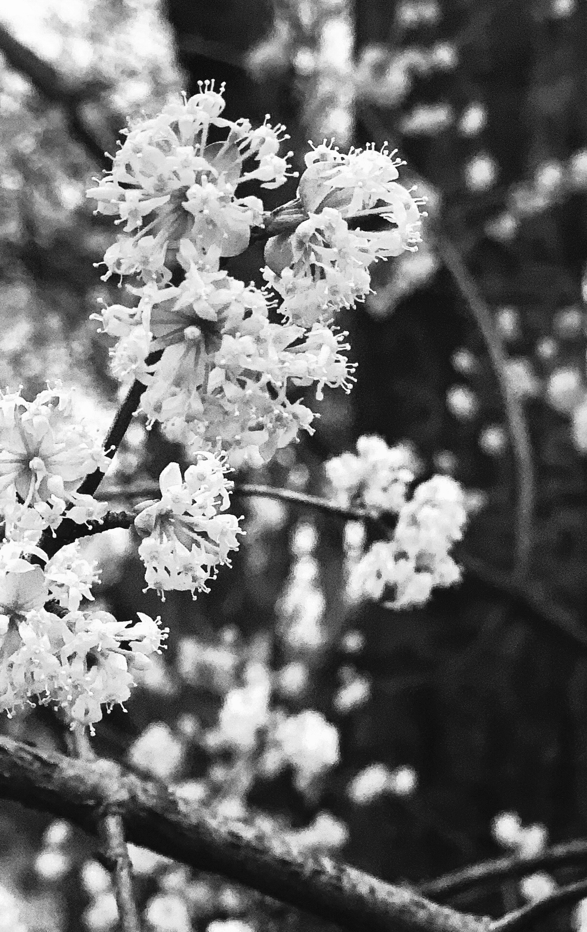 the harrowing - by parker j. palmer