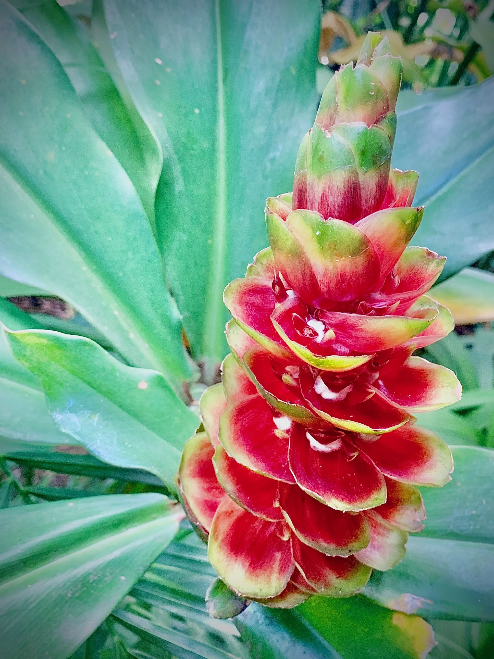 the summer day - by mary oliver