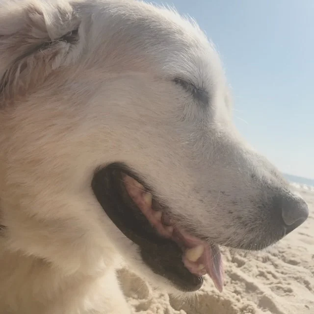 The First Time Percy Came Back - by Mary Oliver