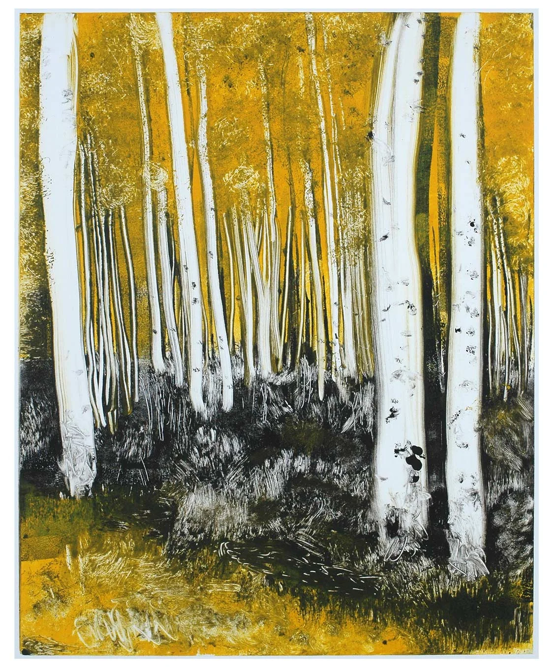 Aspen Shadows 