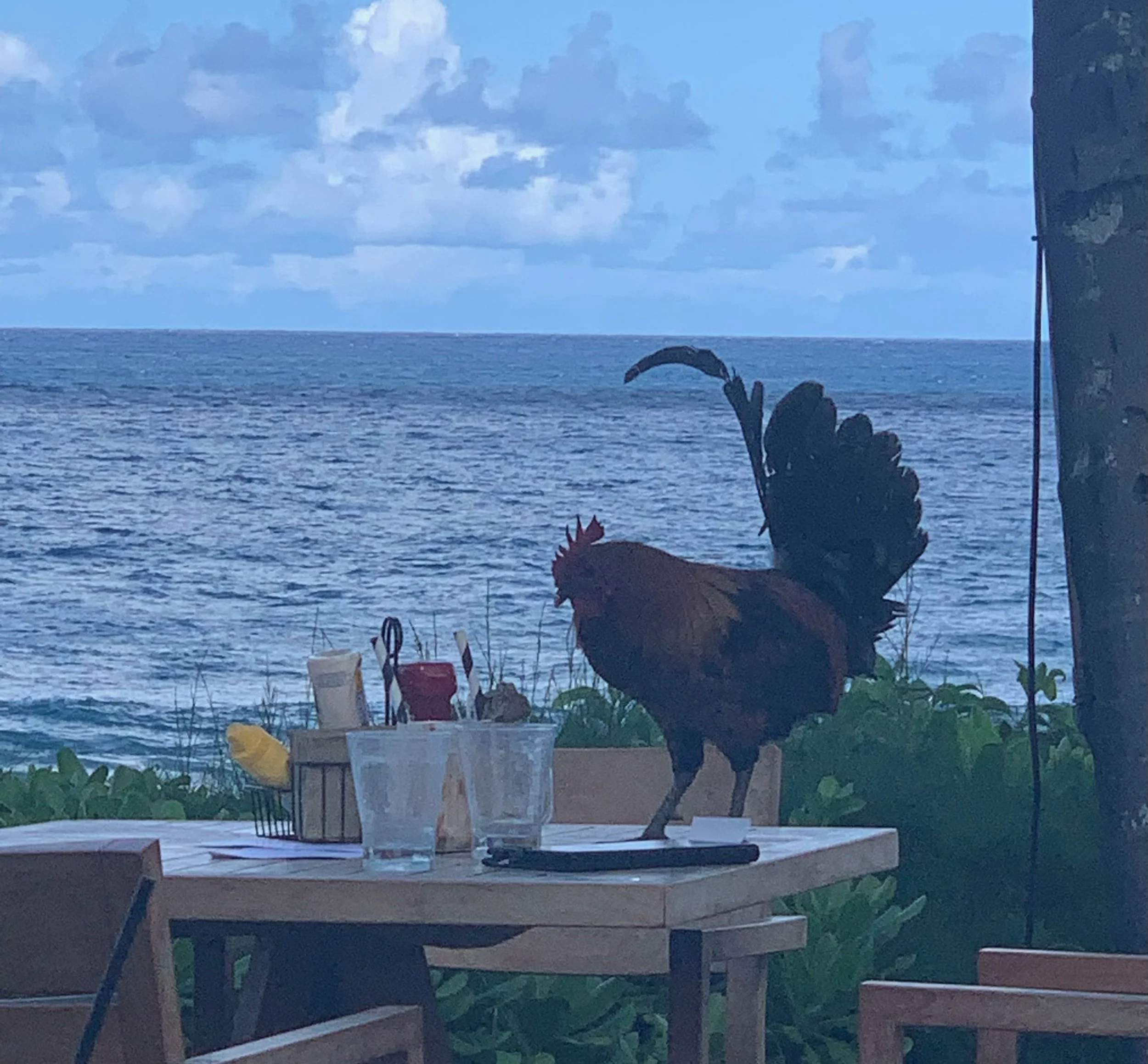 Vacation Mind